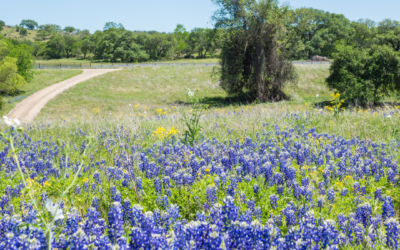 You’ll Love All the Advantages of Living in Bulverde, Texas